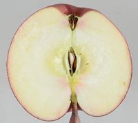 Burgundy æble